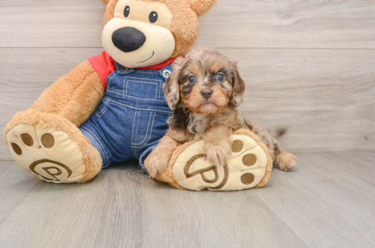 CHELSEA, a Cavapoo littermate