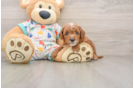 Popular Cavapoo Poodle Mix Pup