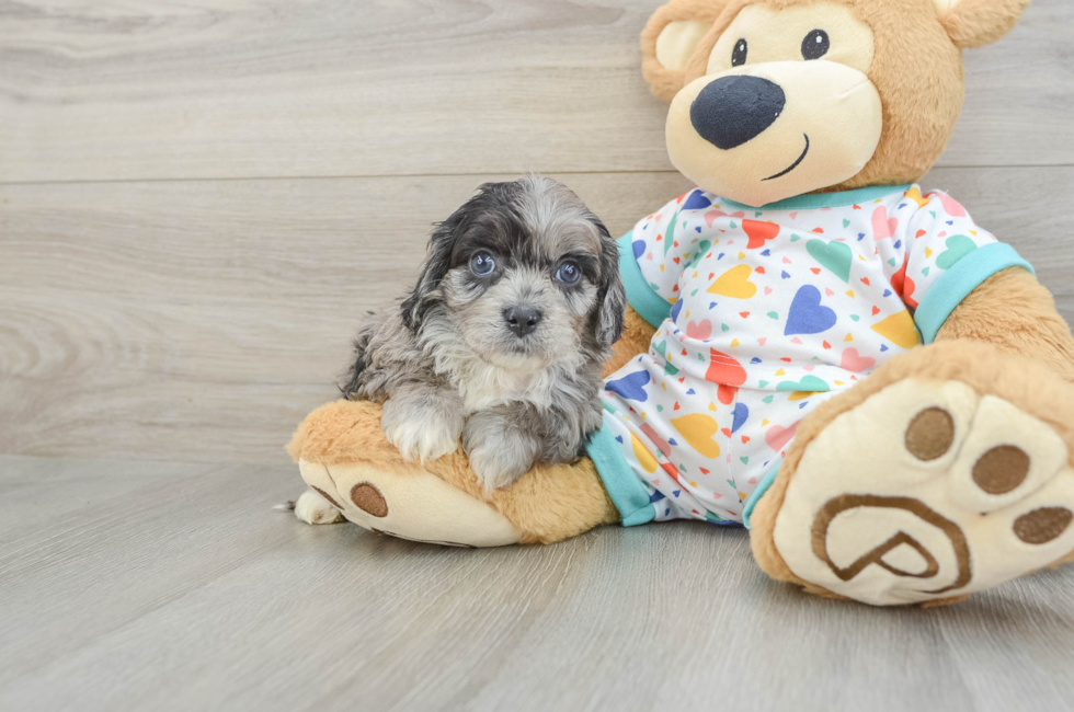 6 week old Cavapoo Puppy For Sale - Windy City Pups