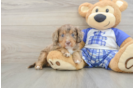 Adorable Cavalier King Charles Spaniel and Poodle Mix Poodle Mix Puppy