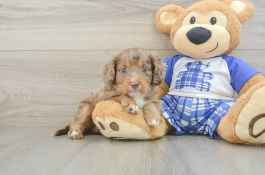 Adorable Cavalier King Charles Spaniel and Poodle Mix Poodle Mix Puppy