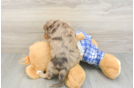 Best Cavapoo Baby