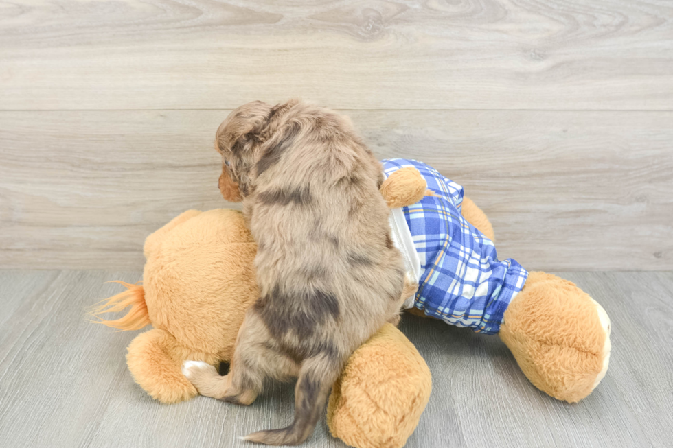 Best Cavapoo Baby