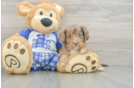 Sweet Cavapoo Baby