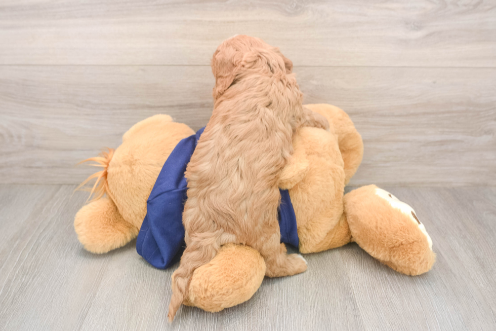 Cavapoo Puppy for Adoption