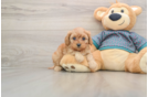 Cavapoo Pup Being Cute