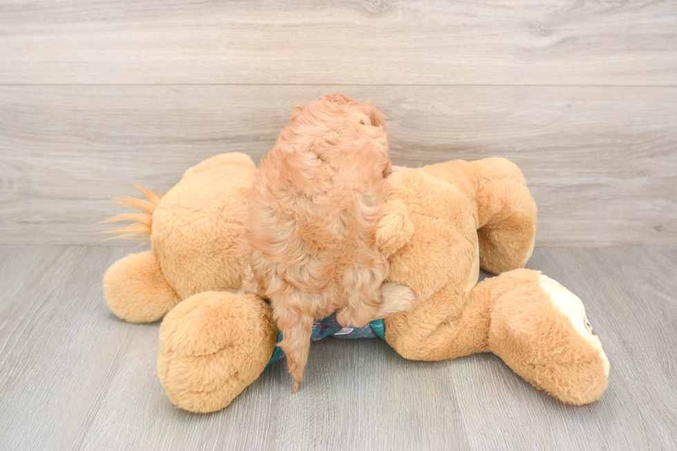 Smart Cavapoo Poodle Mix Pup