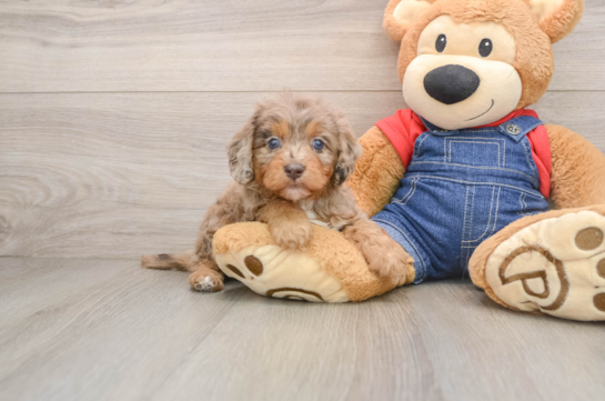CHLOE, a Cavapoo littermate