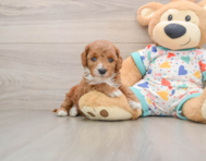 8 week old Cavapoo Puppy For Sale - Windy City Pups