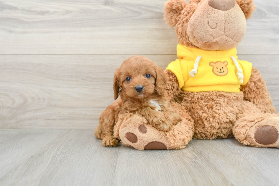 Hypoallergenic Cavoodle Poodle Mix Puppy