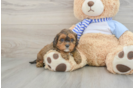 Adorable Cavalier King Charles Spaniel and Poodle Mix Poodle Mix Puppy