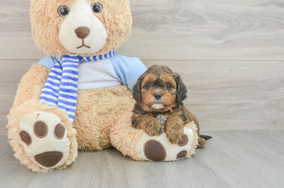 5 week old Cavapoo Puppy For Sale - Windy City Pups