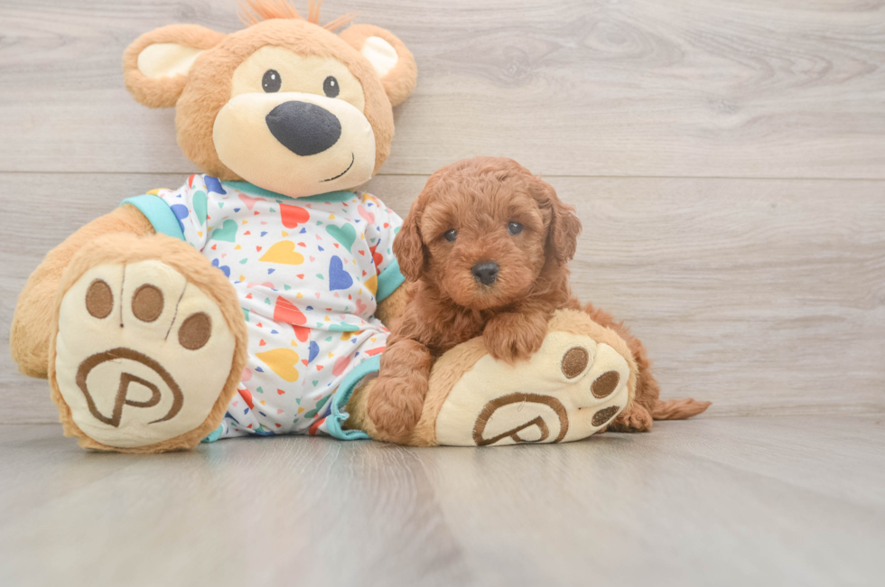5 week old Cavapoo Puppy For Sale - Windy City Pups