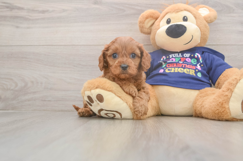 6 week old Cavapoo Puppy For Sale - Windy City Pups