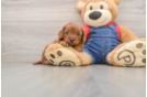 Cavapoo Puppy for Adoption