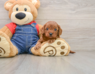 8 week old Cavapoo Puppy For Sale - Windy City Pups