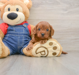 9 week old Cavapoo Puppy For Sale - Windy City Pups