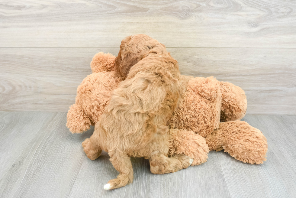 Cavapoo Pup Being Cute