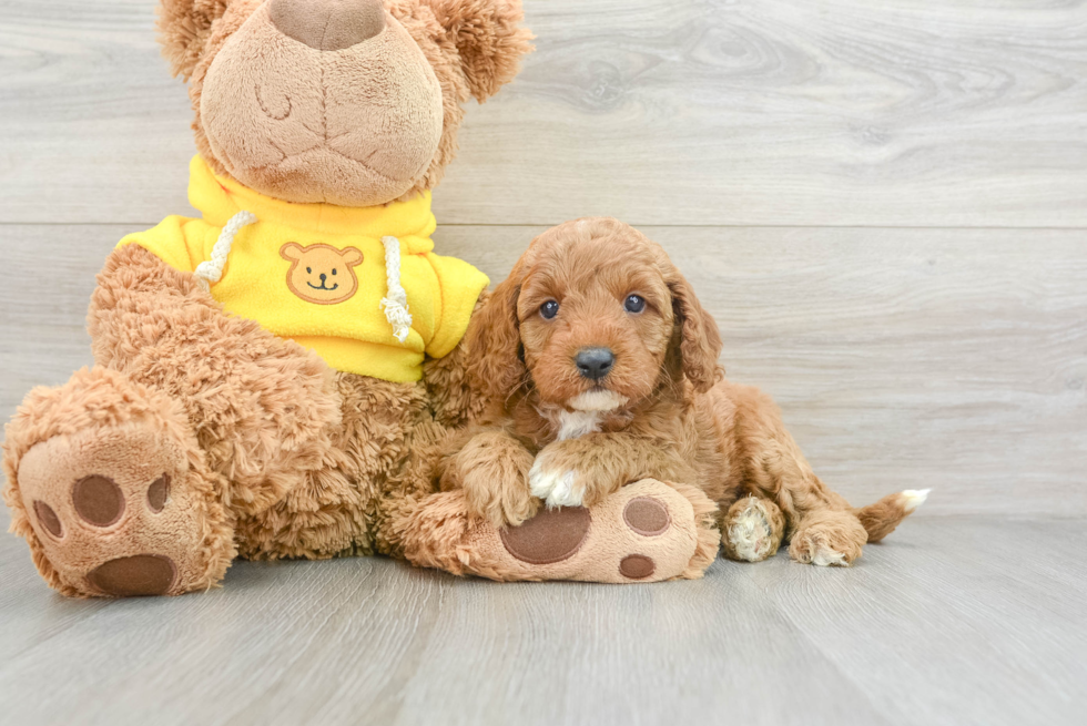 Popular Cavapoo Poodle Mix Pup