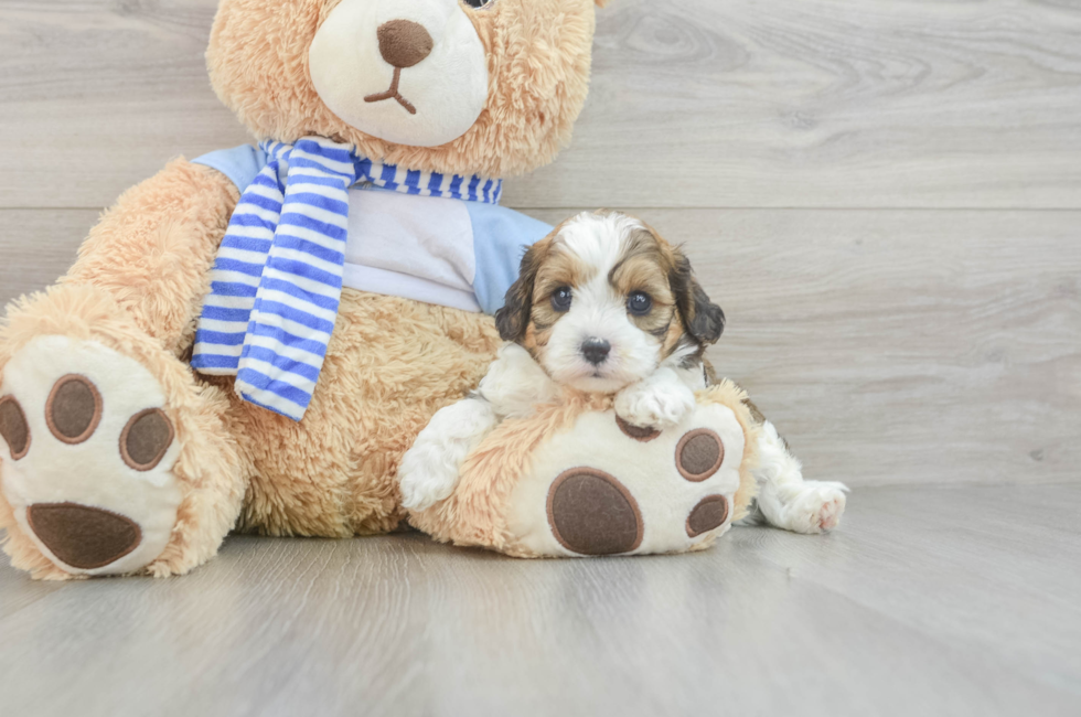 5 week old Cavapoo Puppy For Sale - Windy City Pups