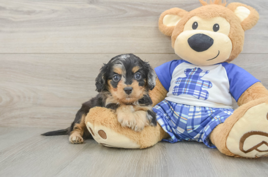 Cavapoo Puppy for Adoption