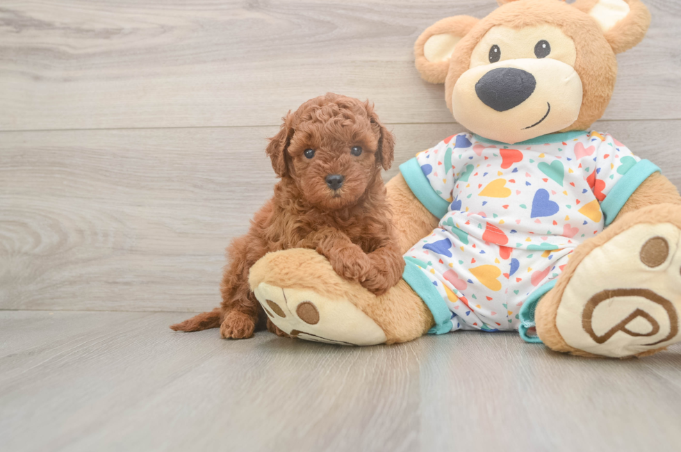 5 week old Cavapoo Puppy For Sale - Windy City Pups