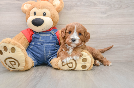 Best Cavapoo Baby