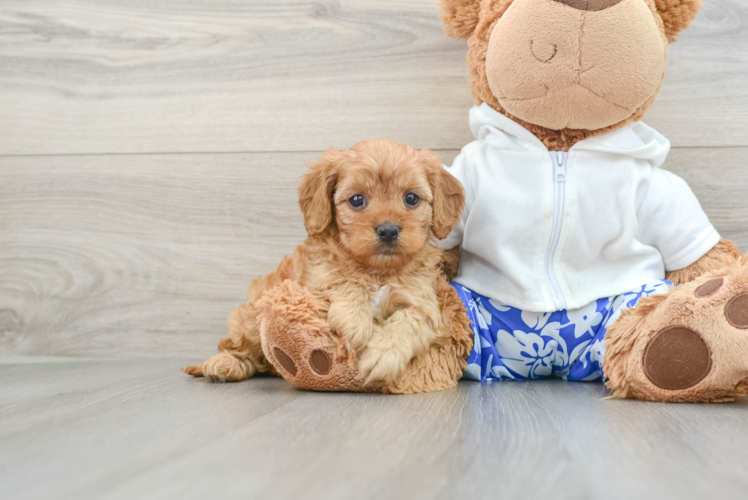 Playful Cavapoodle Poodle Mix Puppy