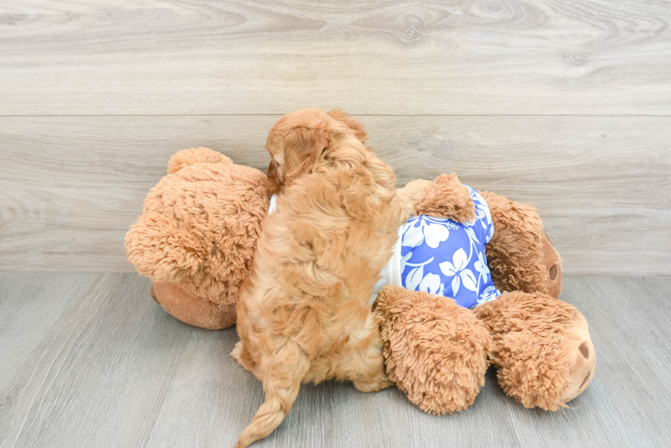 Cute Cavapoo Baby