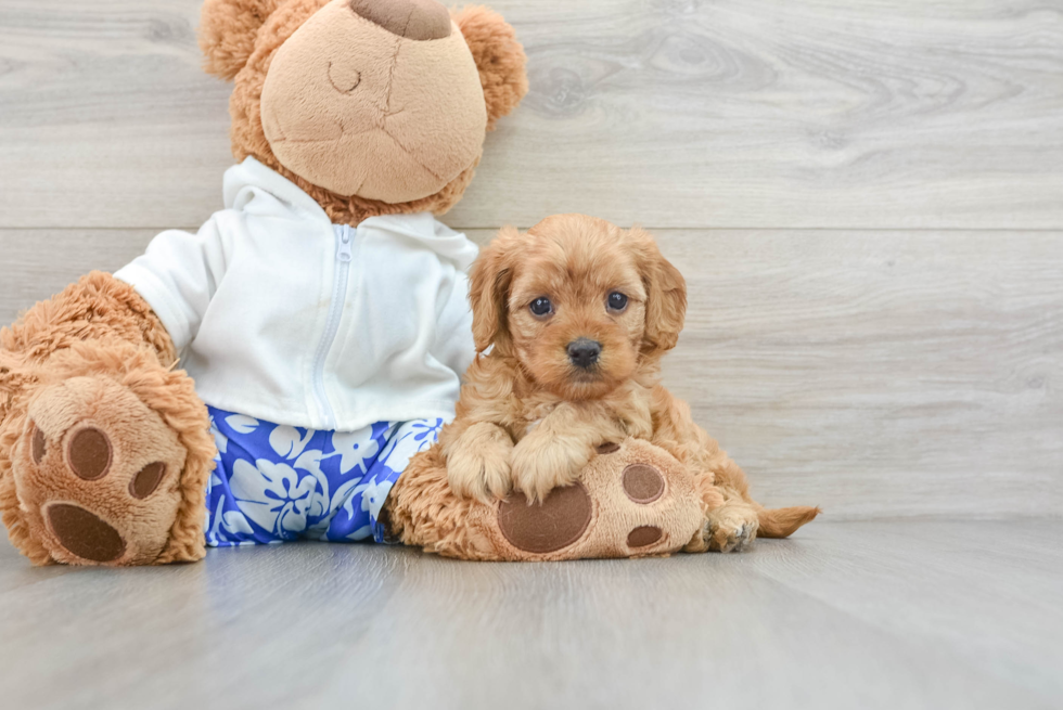 Small Cavapoo Baby