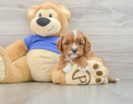 7 week old Cavapoo Puppy For Sale - Windy City Pups