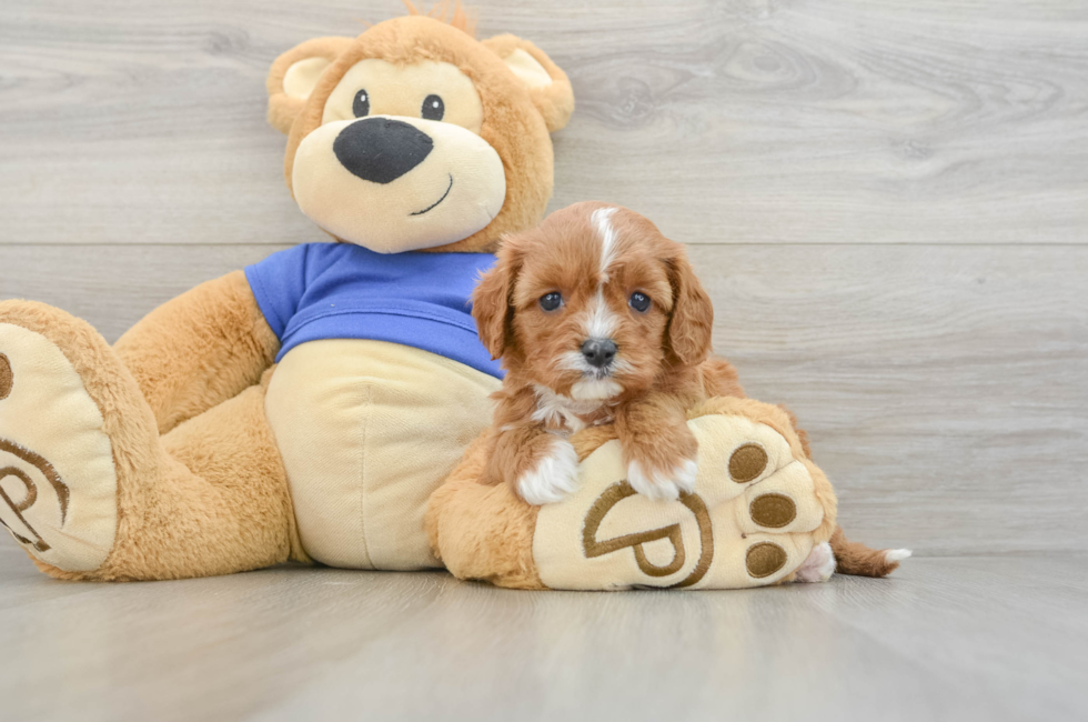 6 week old Cavapoo Puppy For Sale - Windy City Pups