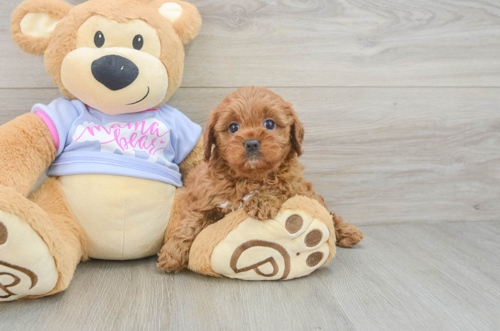5 week old Cavapoo Puppy For Sale - Windy City Pups