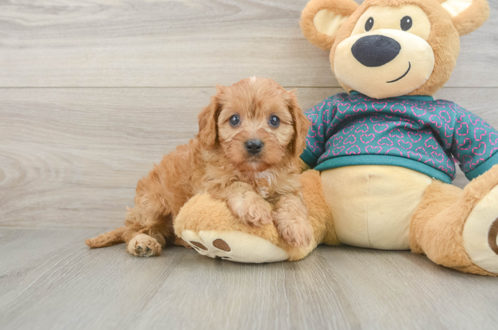 6 week old Cavapoo Puppy For Sale - Windy City Pups