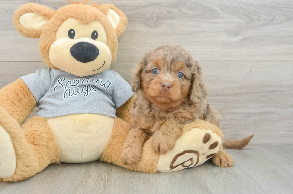 6 week old Cavapoo Puppy For Sale - Windy City Pups