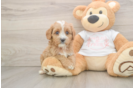 Best Cavapoo Baby