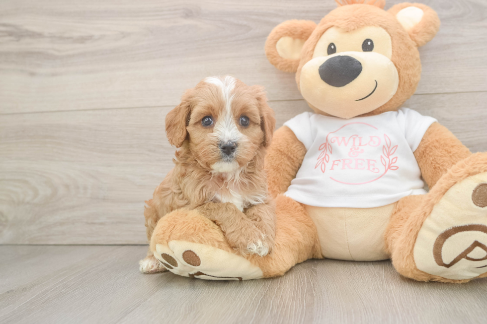 Best Cavapoo Baby