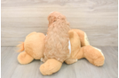 Sweet Cavapoo Baby