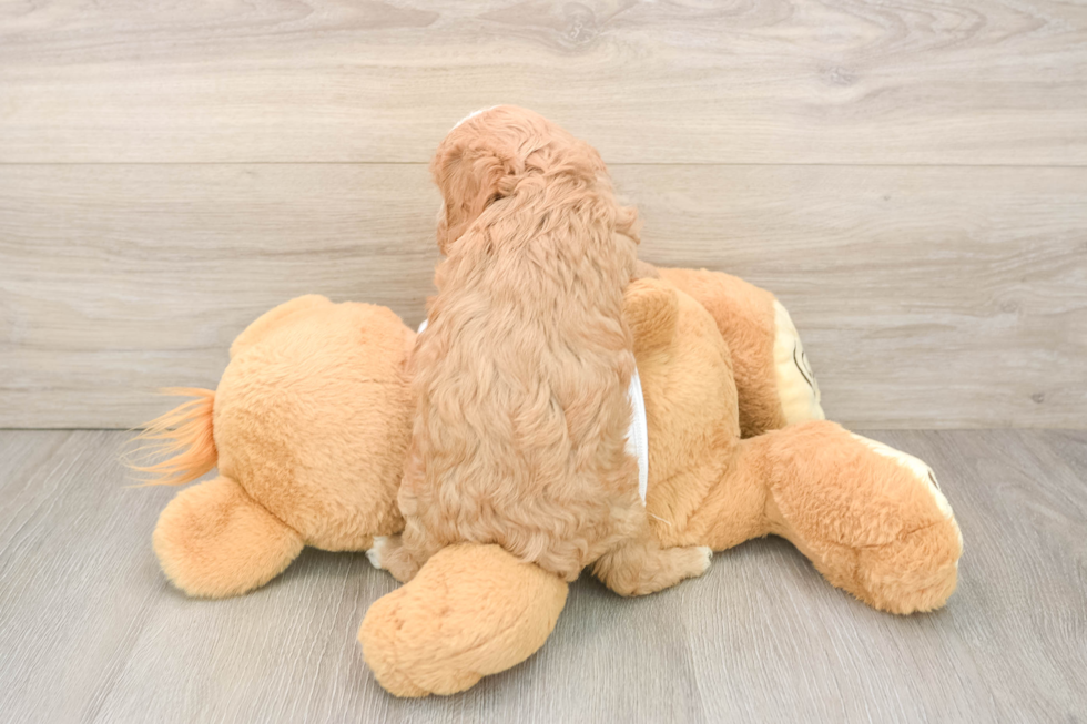 Sweet Cavapoo Baby