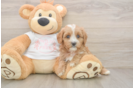 Cavapoo Puppy for Adoption