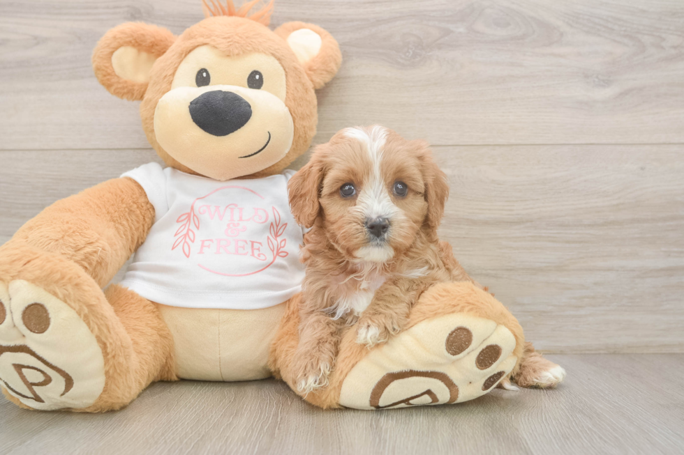 Cavapoo Puppy for Adoption