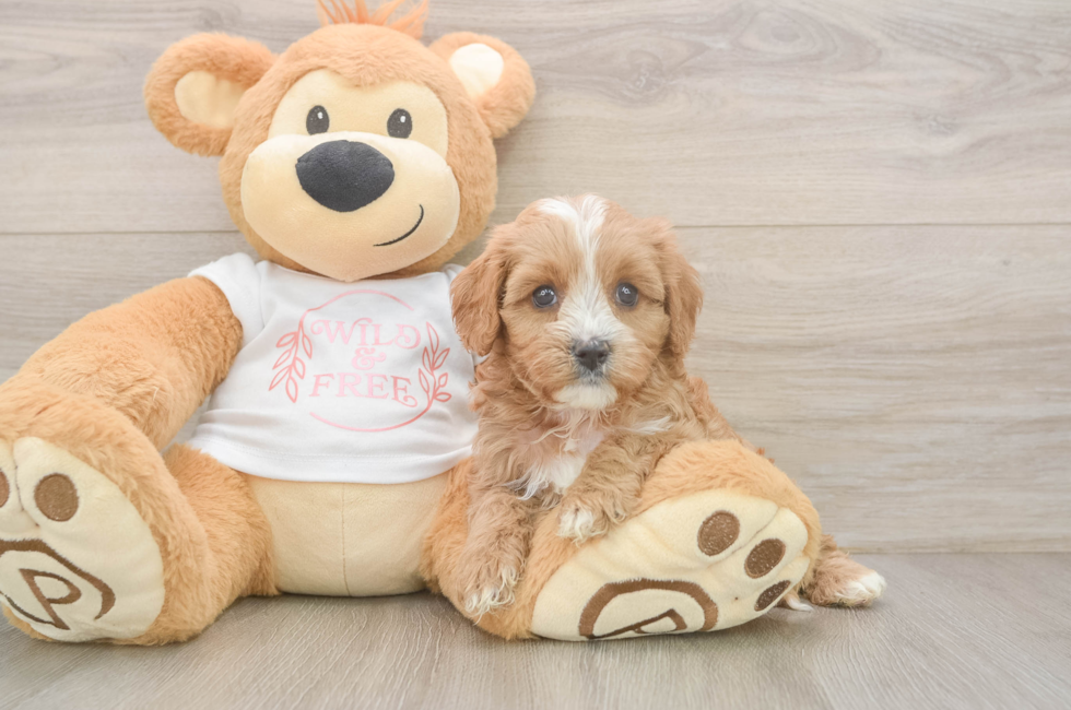 5 week old Cavapoo Puppy For Sale - Windy City Pups