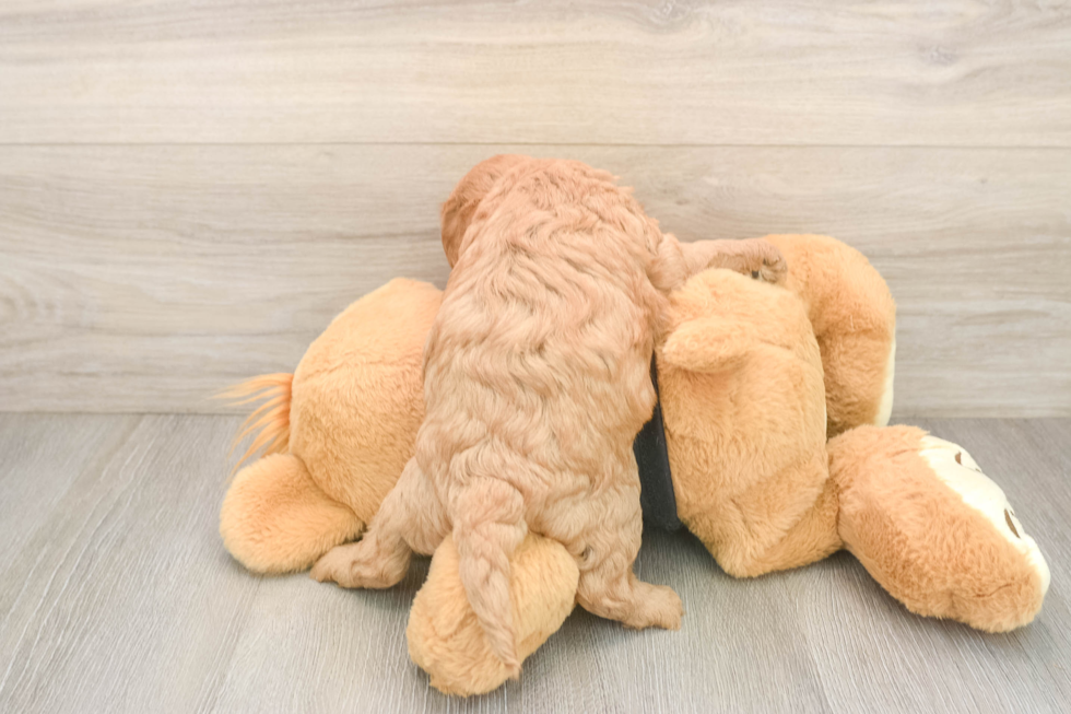 Best Cavapoo Baby