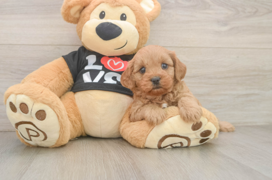 Petite Cavapoo Poodle Mix Pup