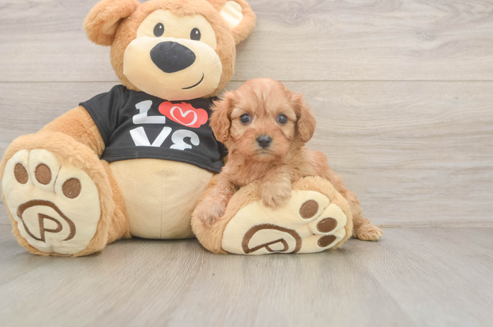 5 week old Cavapoo Puppy For Sale - Windy City Pups