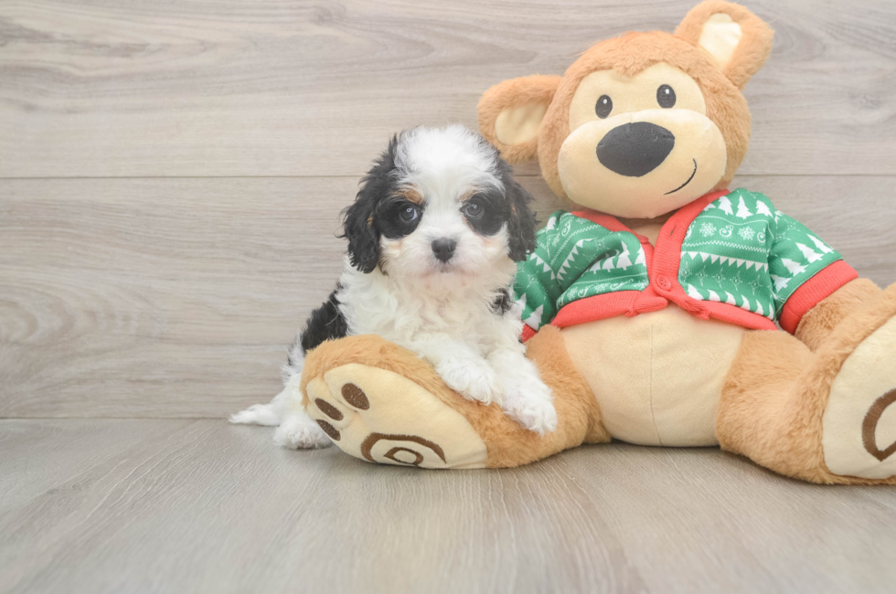 6 week old Cavapoo Puppy For Sale - Windy City Pups