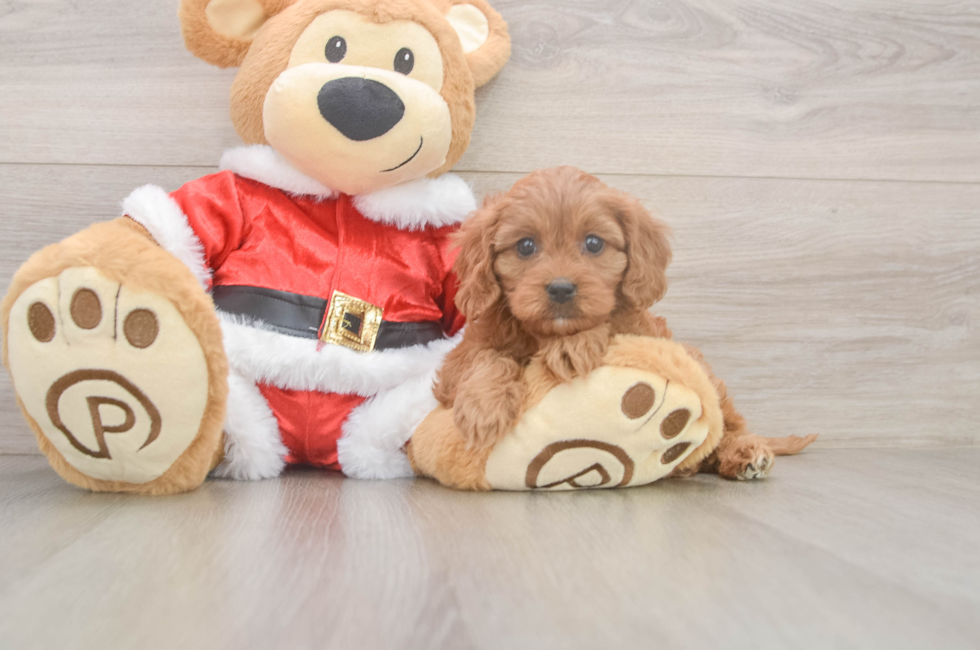 5 week old Cavapoo Puppy For Sale - Windy City Pups
