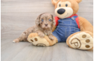 Cavapoo Pup Being Cute