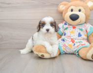8 week old Cavapoo Puppy For Sale - Windy City Pups