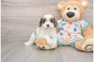 Cavapoo Puppy for Adoption